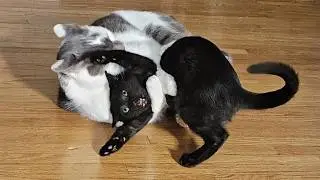 Hilarious Cats Make Fools Out of Everything 🤣 NEW Funny Cat Videos