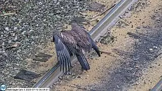 USS Bald Eagle Cam 3 on 7-10-25 @ 06:58:35 105 Day Ocho practices with stick on the tracks