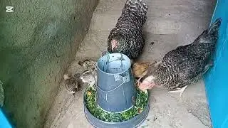 Village life, Slow living & Chicken feeding from my kitchen garden.#farming #dragonfruitfarm #garden