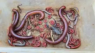 Search And Catch a Giant Millipede, Scorpion, Small Red Millipedes And Spotted Millipedes 