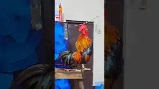 Red Jungle Fowl Rooster Crowing #chicken #roostercrowing #JungleFowl #short