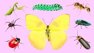 Изучение английского языка | Насекомые и жуки для детей 🦋