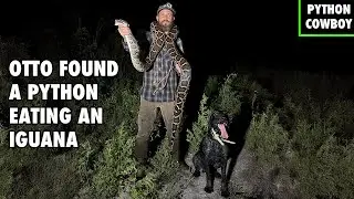 My Python Hunting Dog Found A Giant Python Eating An Iguana