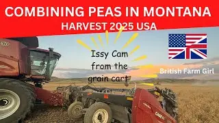 COMBINING PEAS IN MONTANA - Harvest 2025 USA 