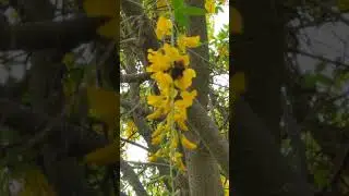 The golden chain tree with dozens of bumble bee