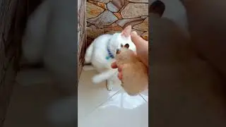 Cat reacts to Hamster