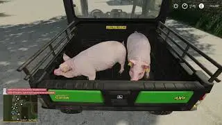 FS19 - Hof Bergmann - Suckling Pigs