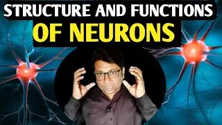 Structure and Function of Neuron | Human Nervous System | Class 10 Science | Biology