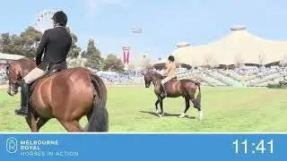 Providence Cup Show Hunter Hacks 2022