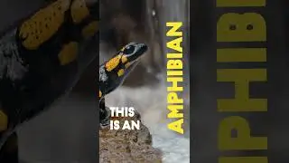 Амфибии