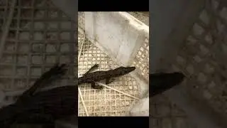 Crocodile 46