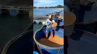 How China Makes BILLIONS From Fish Farming