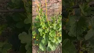 Kira fruit 🍋&zwj;🟩 flowers in my garden  #kira #mygarden #gardening #organicfarming #shorts #ytshorts