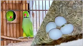Indian Ringneck Parrot Breeding