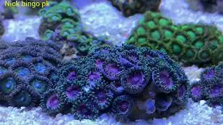 Zoa Tank ! Nick Bingo pk