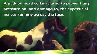 Assisted Recovery from Anaesthesia in the horse - A horse recovering after an anaesthetic