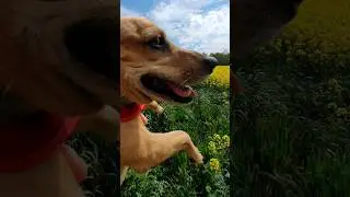 Rapeseed Fields Istria Canola Season Flowers Mediterranean #spring #canolafields #vlog#beautiful