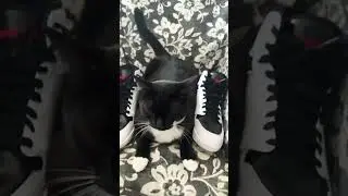 My cat match es with my shoes