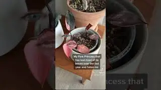 That one plant that just hates you 😒 #plants