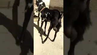 pure betal kala dabba bakra  full active