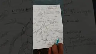 larval forms of crustaceans