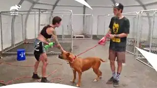 Loving Couple Hopes To Give a Rescue Dog New Life| Pit Bulls & Parolees S7b E14,15,16| Animal Planet