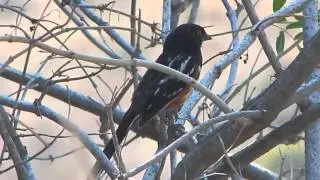 Spotted Towhee song