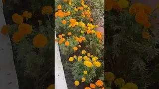#radhika_creative20april #flowers #garden