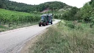 Traubenlese 2020
