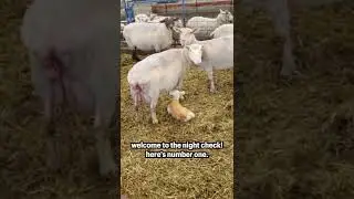 #shorts | Sheepishly Me SHORTS | Working the NIGHT SHIFT!! *lambing edition | Summer Lambing - Day 3