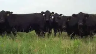 Brorsen Ranch Bred Heifers 2013
