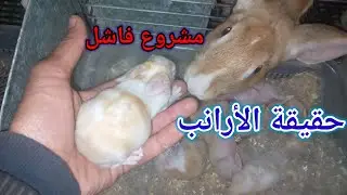 أخطاء للمبتدئين في تربية الأرانب هيا لكتسبب ليكم الفشل  لي بغا يربي أرانب معلومات كلها على القناة.