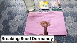 Breaking Solanum Sysymbriifolium Seed Dormancy. Wild Brinjal Jungli baingan