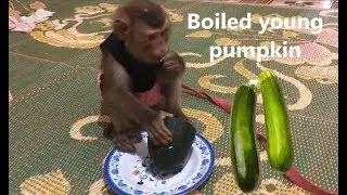 Adorable Monkey Mynu Eats The Boiled Young Pumpkin