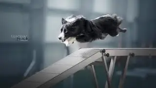 Agility Turnier | Linda & Sykes Agility 3 Large - Riedstadt (Richter: S. K&ouml;rber und S. Schmitt)