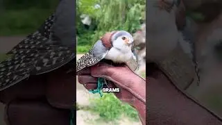 The world&rsquo;s tiniest bodyguard #animal #birds #cute
