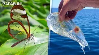 7 Animales transparentes que no sab&iacute;as que exist&iacute;an