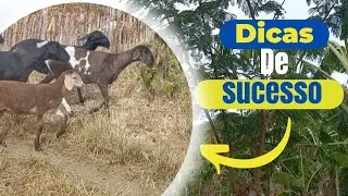 5 dicas para uma criação de ovelhas na fase de cria