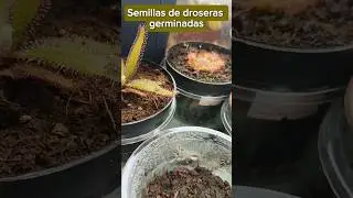 Semillas de droseras germinadas 🌱 #carnivorusplant #plants #drosera #plantascarn&iacute;voras