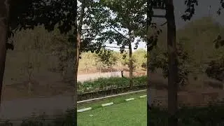 Today Beautiful Nature & Green Plants | Relaxing Natural View 🌿