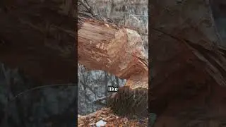 Amazing Beaver Facts You Didn't Know!