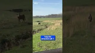 Quick-thinking little boy saves calf from creek