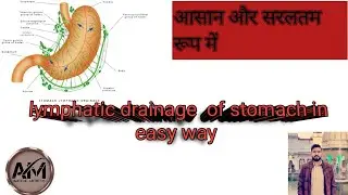 lymphatic drainage of the stomach in easy way.Anatomy lecture