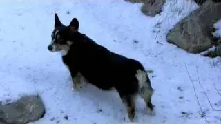 Buddy Snow Angels
