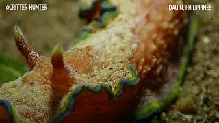 Glossodoris acosti | Project Nudibranch