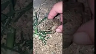 Animal frog survival for fun #amazingfrog #funny #funnyanimal #frog #animals #funnyfrog #bigfrog