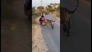 On Camera 🐅 Tiger Suddenly Appears on Road! 😱 Real Panic #shorts