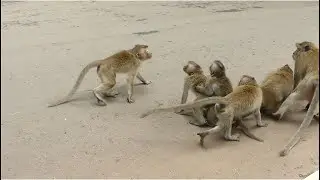 Team Baby Monkey In Amber Troop Fighting Each Other. Who Are They?