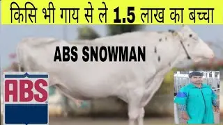 स्नोमैन-एबीएस इमपौरटेड(ET)होलस्टीन फ्राइज़ियन में बेहतरीन बुलSnowman-ABS imported genomic ET HF bull