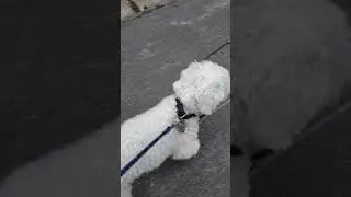 Pascal builds his immunity with his morning walk.